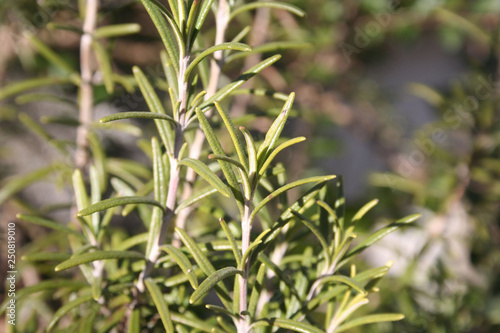 Fresh Rosemary plant growing in the vegetable garden. Close-up of Rosmarinus officinalis leaves 