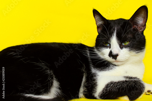 Wallpaper Mural Black Cat On Yellow Background, Cropped Shot.Cute Tuxedo Cat Over Yellow Background. Close up of a Cat. Animals Portrait. Cat. Torontodigital.ca