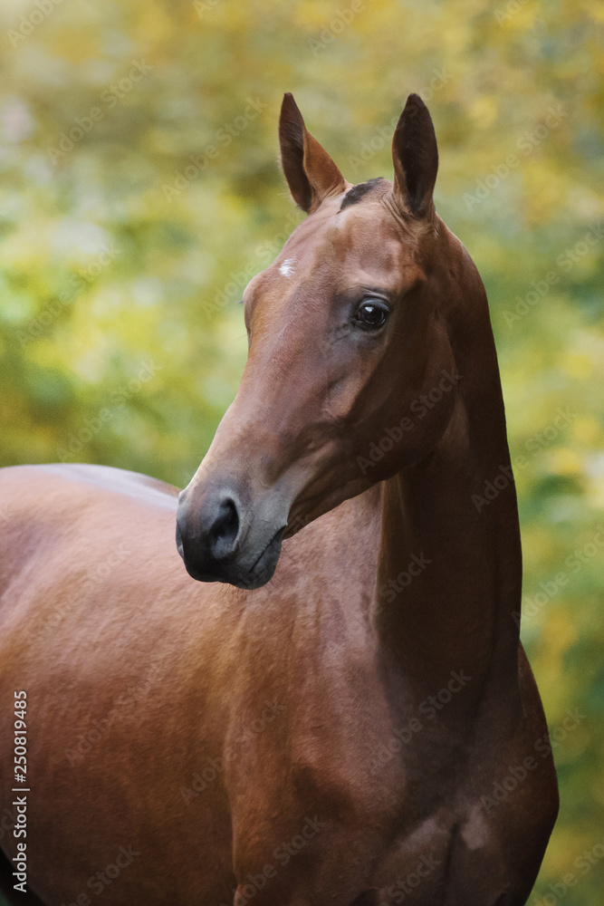 Portrait of a chestnut horse on natural summer background Portrait of a chestnut horse on natural summer background