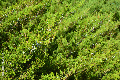 Green juniper with juniper berry. Juniperus excelsa or Greek Juniper Blue berries are used as spices