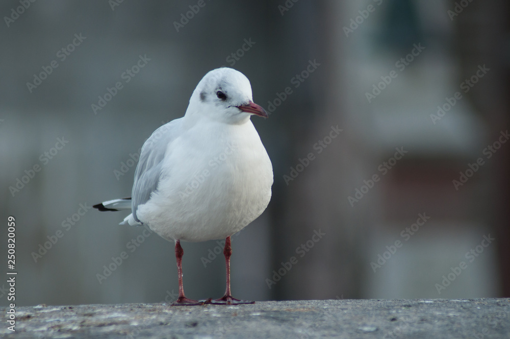 portrait of seagull standing on stone wall in border rhine in Basel Switzerland portrait of seagull standing on stone wall in border rhine in Basel Switzerland