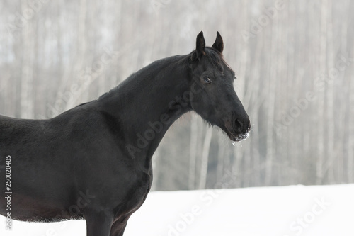 Portrait of a black friesian horse on white snow background in the winter © Svetlana