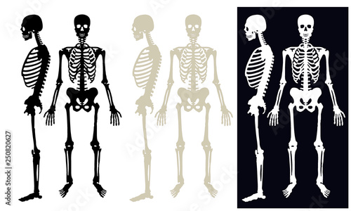 Esqueleto humano