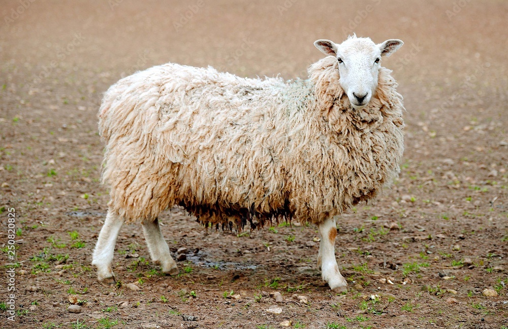 sheep, isolated, white, animal, background, farm, mammal, livestock, view, looking, standing, ewe, side, one, dike, grass, horizontal, agriculture, rural, alone, shot, meadow, domestic, farming, pastu sheep, isolated, white, animal, background, farm, mammal, livestock, view, looking, standing, ewe, side, one, dike, grass, horizontal, agriculture, rural, alone, shot, meadow, domestic, farming, pastu