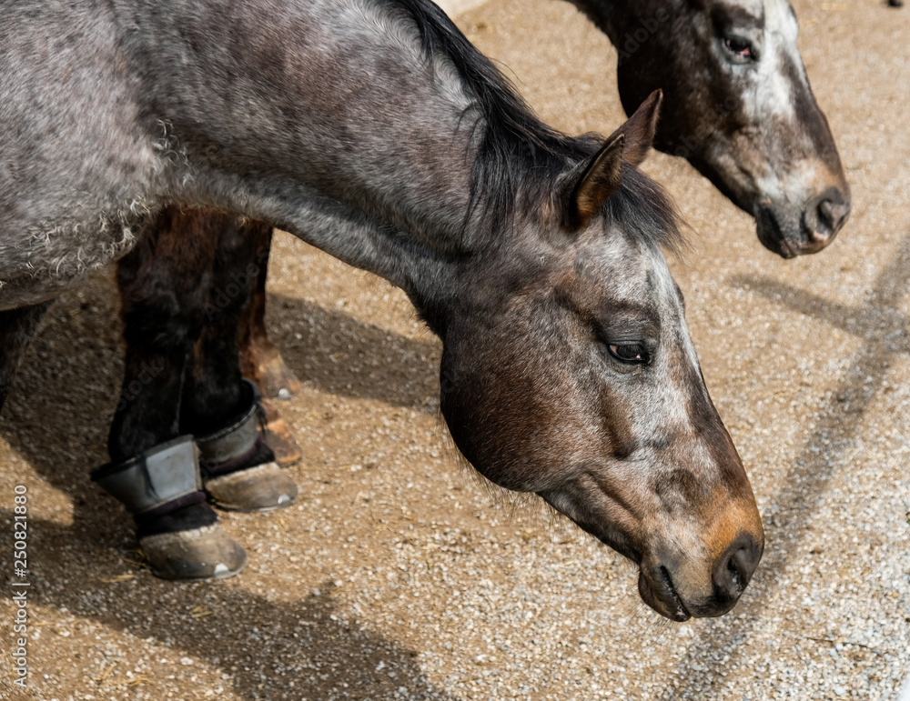 Fototapeta premium Lucky Horses on the Farm, Bavaria, Germany