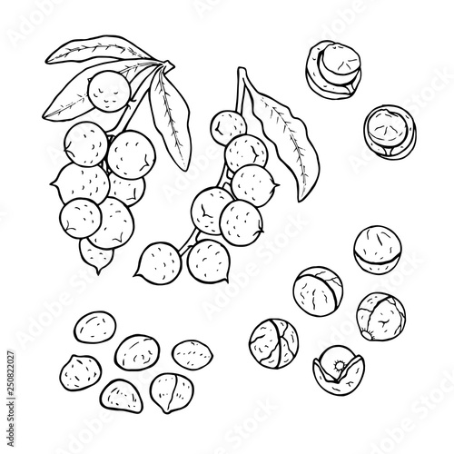 Linear set of macadamia nuts. Vector line drawing