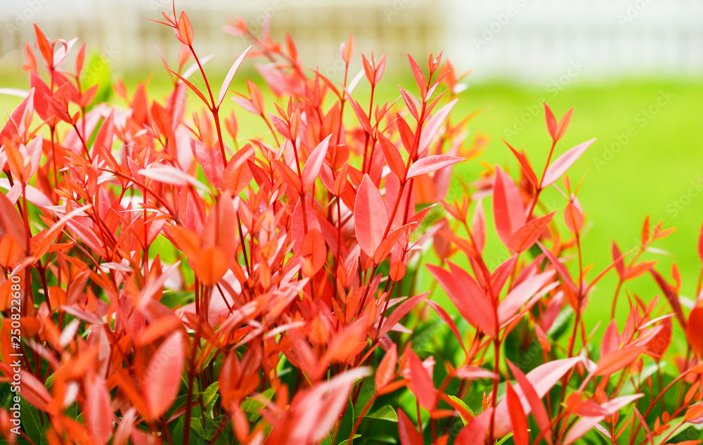 Beautiful red leaf of Syzygium australe plant or Christina tree Beautiful red leaf of Syzygium australe plant or Christina tree