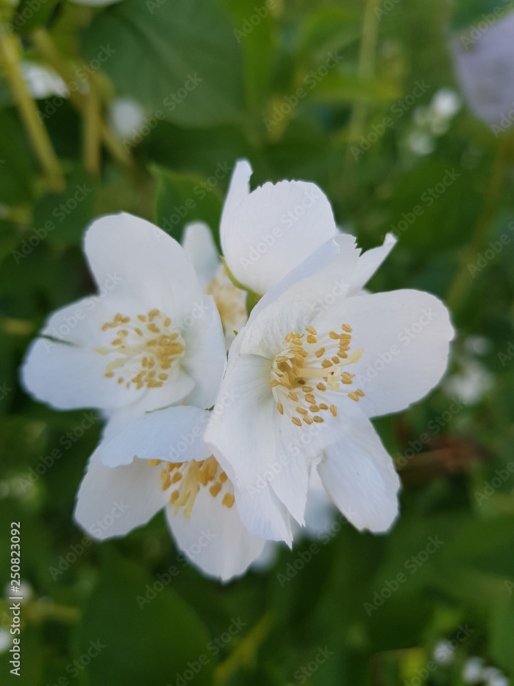 flower flower