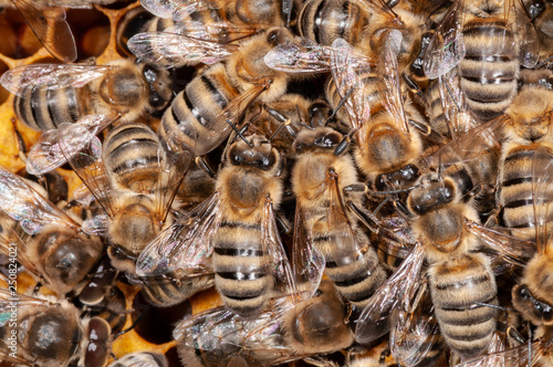 Ansammlung von Honigbienen auf Wabe