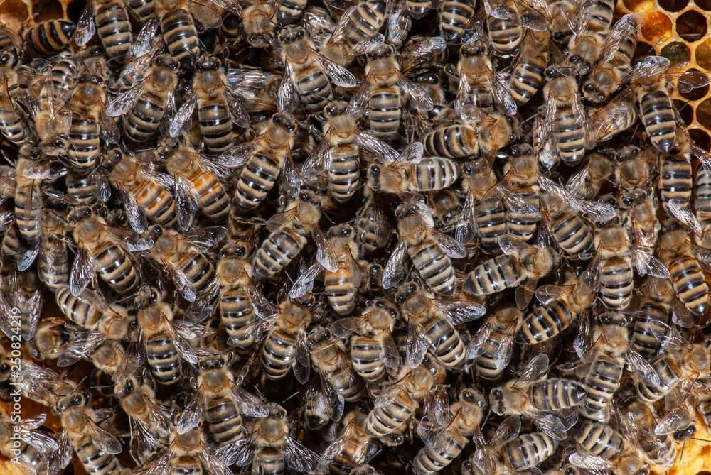 Honigbienen auf Waben