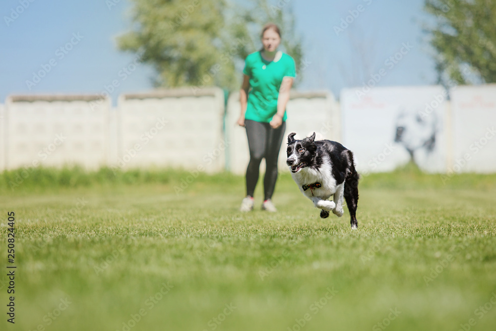 Border collie dog catches a flying disc Border collie dog catches a flying disc