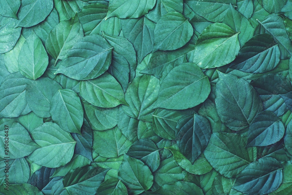 Green leaf texture pattern, beautiful nature texture background concept  Stock Photo | Adobe Stock
