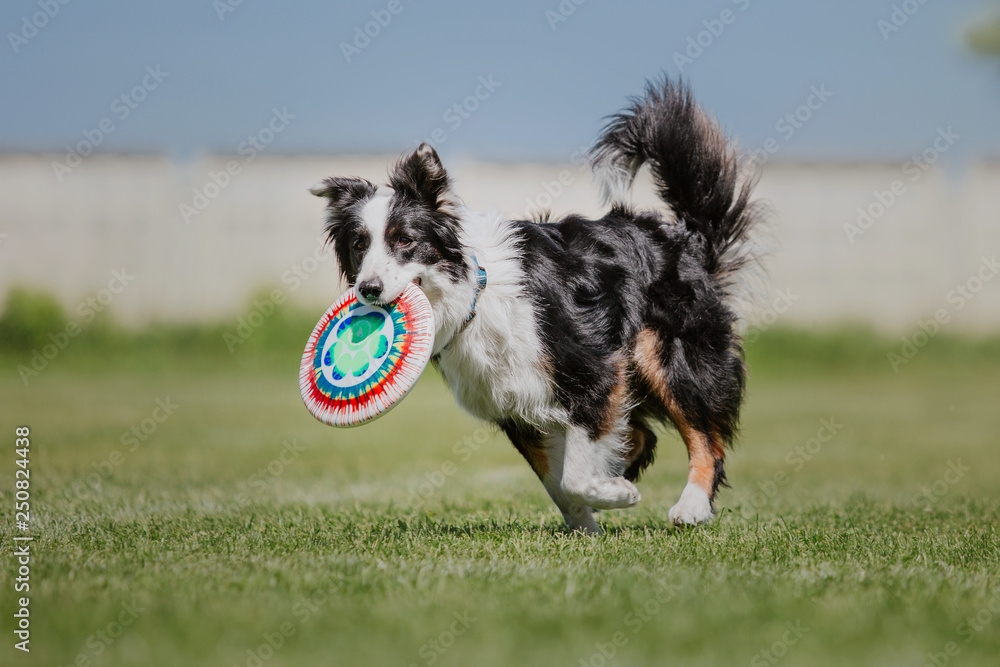 Border collie dog catches a flying disc Border collie dog catches a flying disc