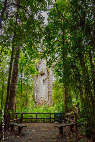 The Te Matua Ngahere (kauri tree) in the Waipoua Forest photo