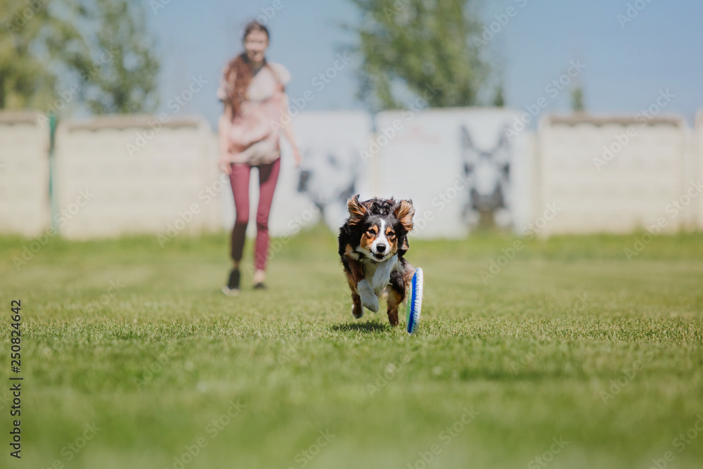 Border collie dog catches a flying disc Border collie dog catches a flying disc