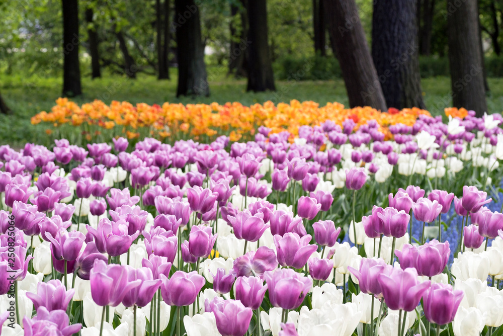 Purple and white tulips in spring Park on Elagin island, St. Petersburg .