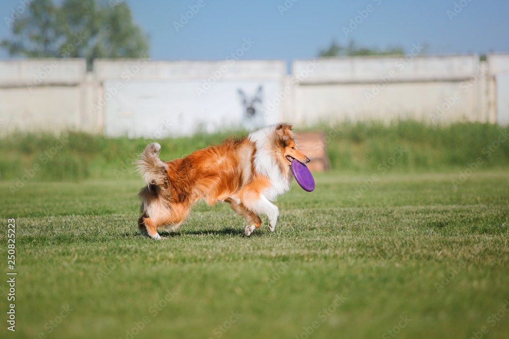 Rough Collie dog catches a flying disc