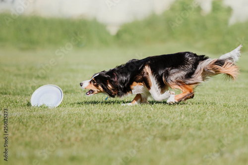 Border collie dog catches a flying disc