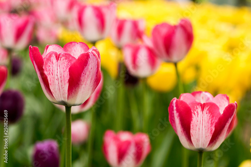 Pink tulips on yellow background in spring Park on Elagin island  St. Petersburg .