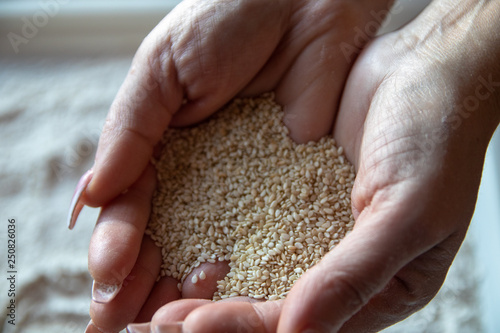 White sesame seeds in woman's hands. Woman's hands holds sesame above the plate with flour