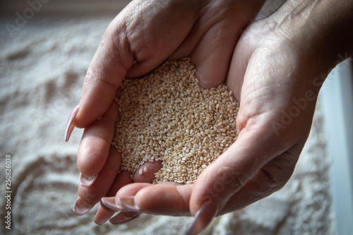 White sesame seeds in woman's hands. Woman's hands holds sesame above the plate with flour