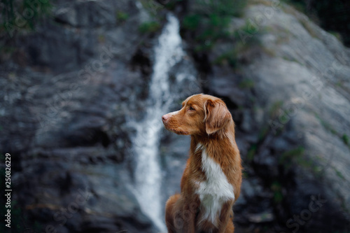 the dog at the waterfall. Pet on nature. Outside the house. Nova Scotia duck tolling Retriever