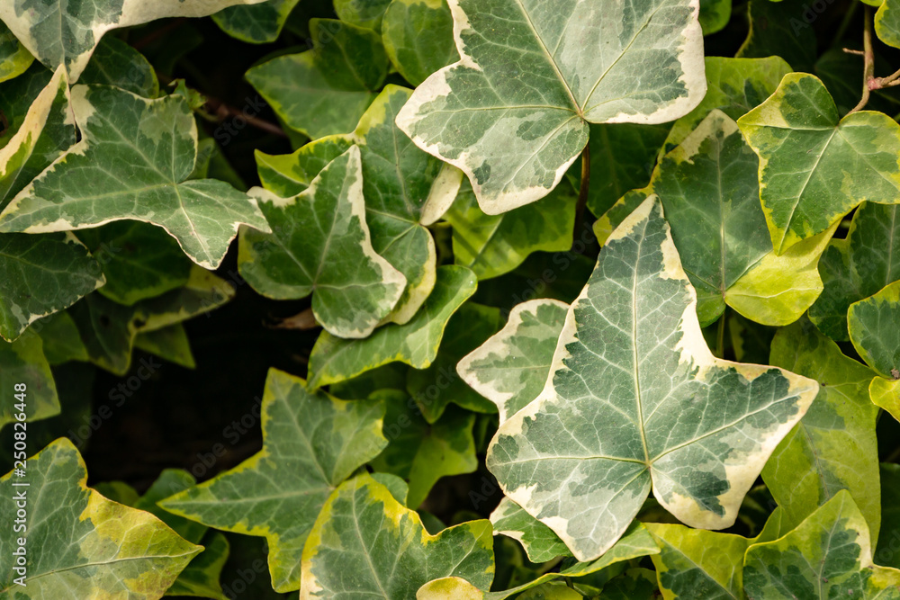 Close-up green ivy Hedera helix Goldchild carpet. Original texture of natural greenery. Background of elegant leaves. Nature concept for design. Selective focus Close-up green ivy Hedera helix Goldchild carpet. Original texture of natural greenery. Background of elegant leaves. Nature concept for design. Selective focus