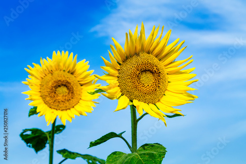 Sunflower field