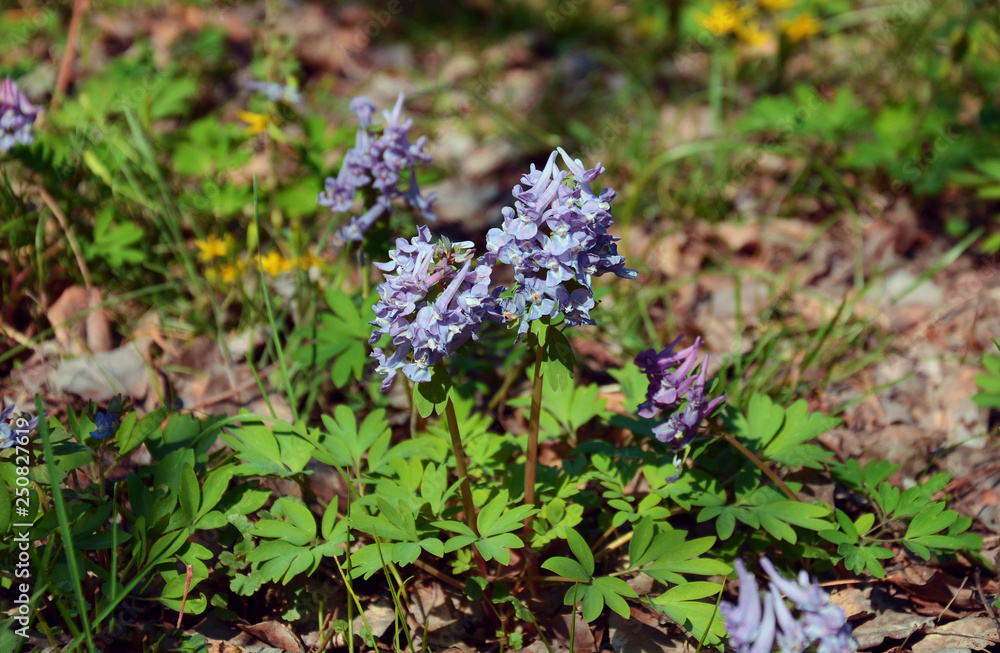 Corydalis blooms in spring in the deciduous forest