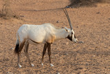 Arabian oryx, also called white oryx (Oryx leucoryx) in the desert near Dubai, United Arab Emirates