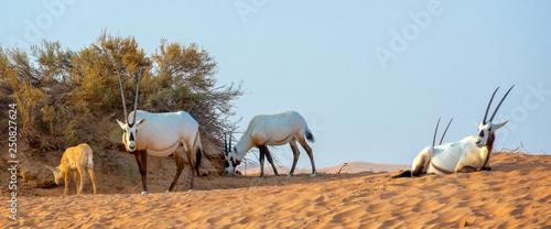 Photos Herd of Arabian oryx, also called white oryx (Oryx leucoryx) in the desert near