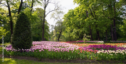 Tulip festival in spring Park on Elagin island  St. Petersburg .