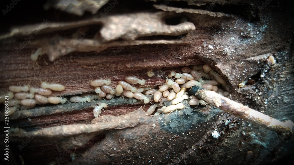 Wood board was eating by group of termites Wood board was eating by group of termites