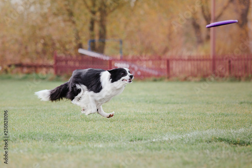 Border collie dog catches a flying disc © OlgaOvcharenko