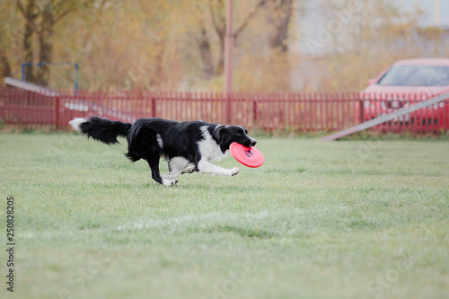 Border collie dog catches a flying disc