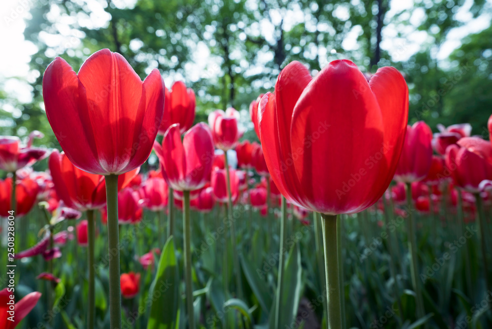 Tulips close-up in the spring Park on Elagin island , St. Petersburg .