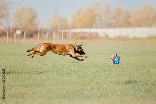 Belgian Shepherd Dog  Malinois  catching a plastic disc