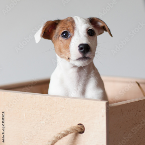 A small puppy Jack Russell Terrier with brown speck on muzzle sits in a wooden box © Юлия Орехова