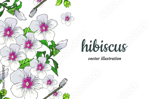 Tropical floral border frame with white-pink hibiscus flowers, buds and leaves on white background. Vector illustration. Botanical exotic template with copy space