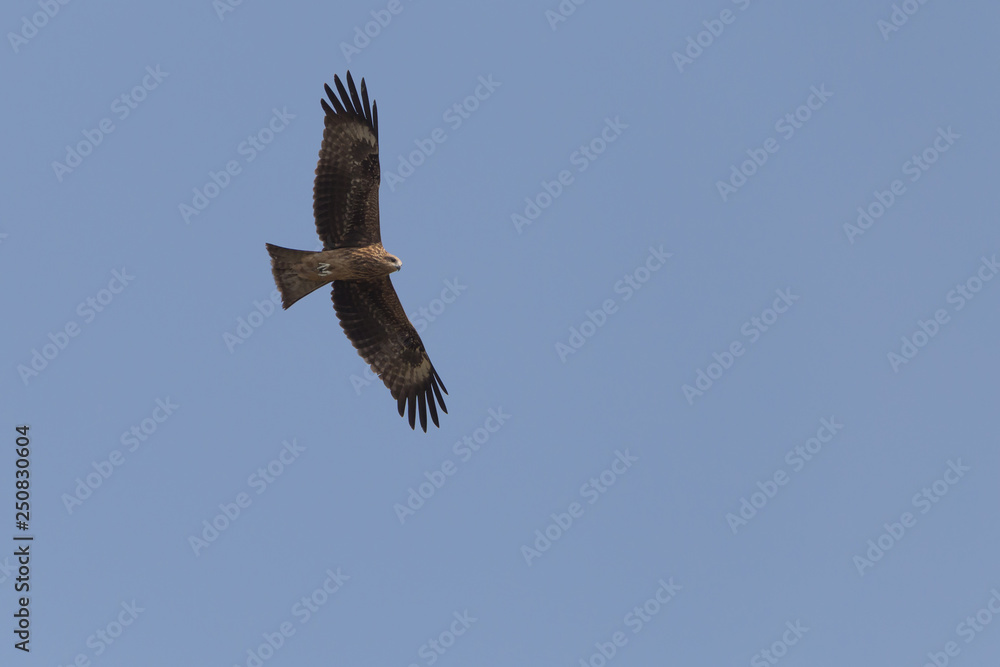 Obraz premium eagle flying in a blue sky