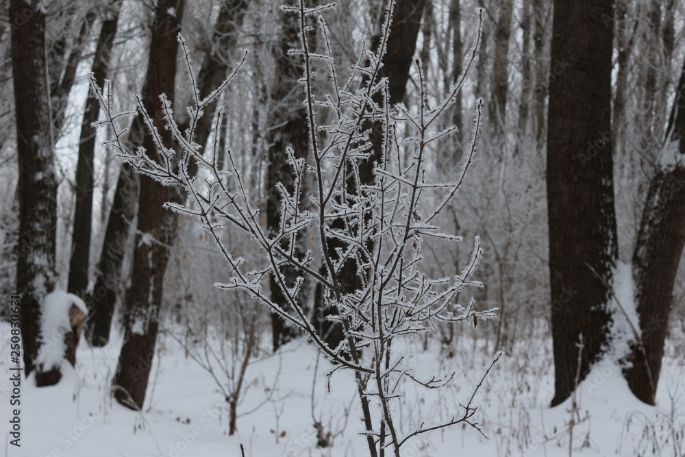 Fototapeta premium vinter
