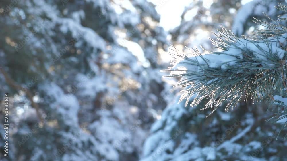 branch pine tree sunlight glare winter landscape during sunset. winter pine the sun forest in the snow sunlight movement. frozen frost Christmas New Year tree. concept new year winter . slow motion branch pine tree sunlight glare winter landscape during sunset. winter pine the sun forest in the snow sunlight movement. frozen frost Christmas New Year tree. concept new year winter . slow motion