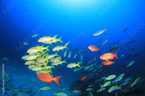 Fototapeta Naklejka Na Ścianę i Meble -  Coral reef and fish in Similan Islands, Thailand 