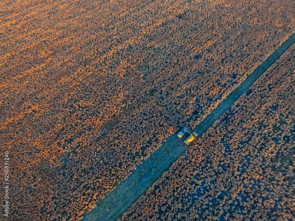 Obraz premium Sorghum harvest, in La Pampa, Argentina
