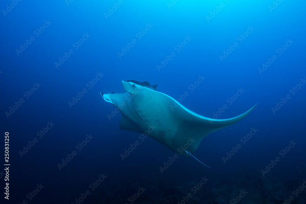 Manta Ray 