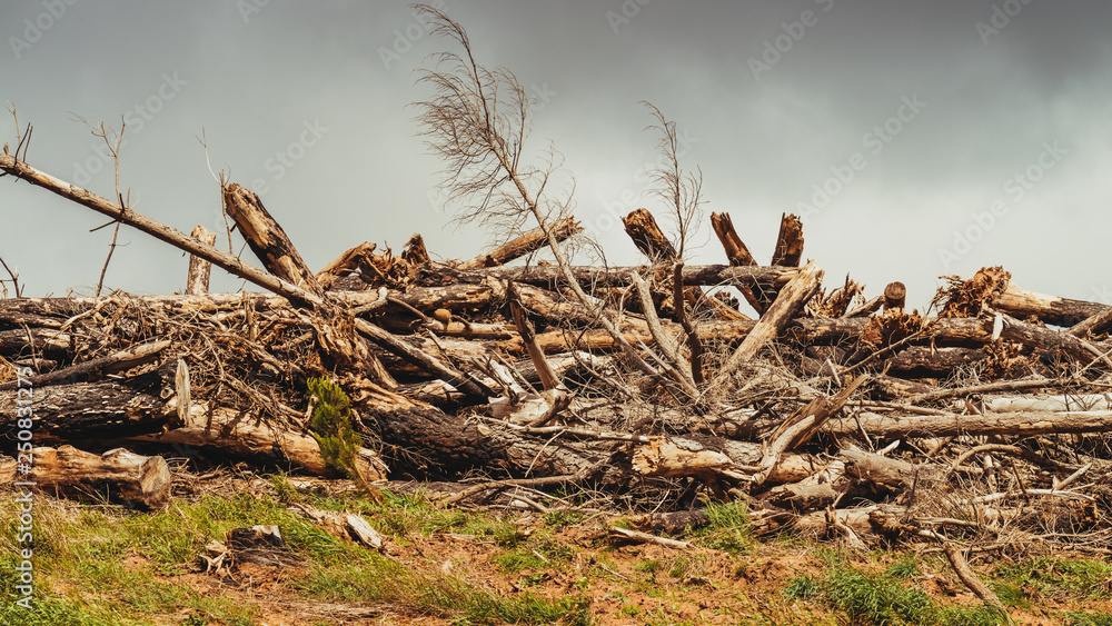 Pile of trees with destroyed by hurricane Pile of trees with destroyed by hurricane