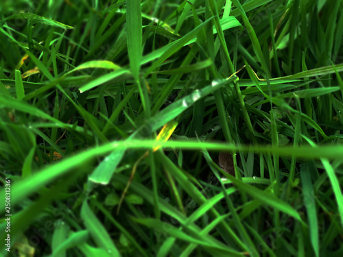 Little raindrops on the grass