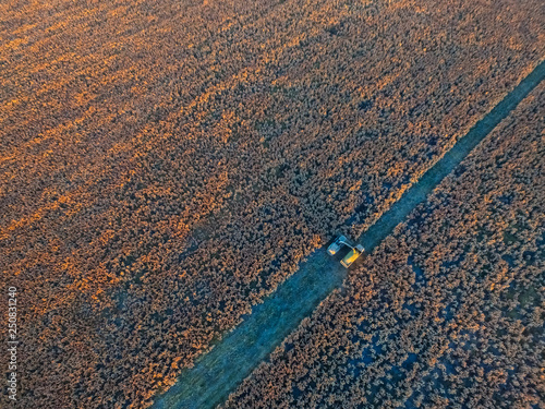 Sorghum harvest  in La Pampa  Argentina
