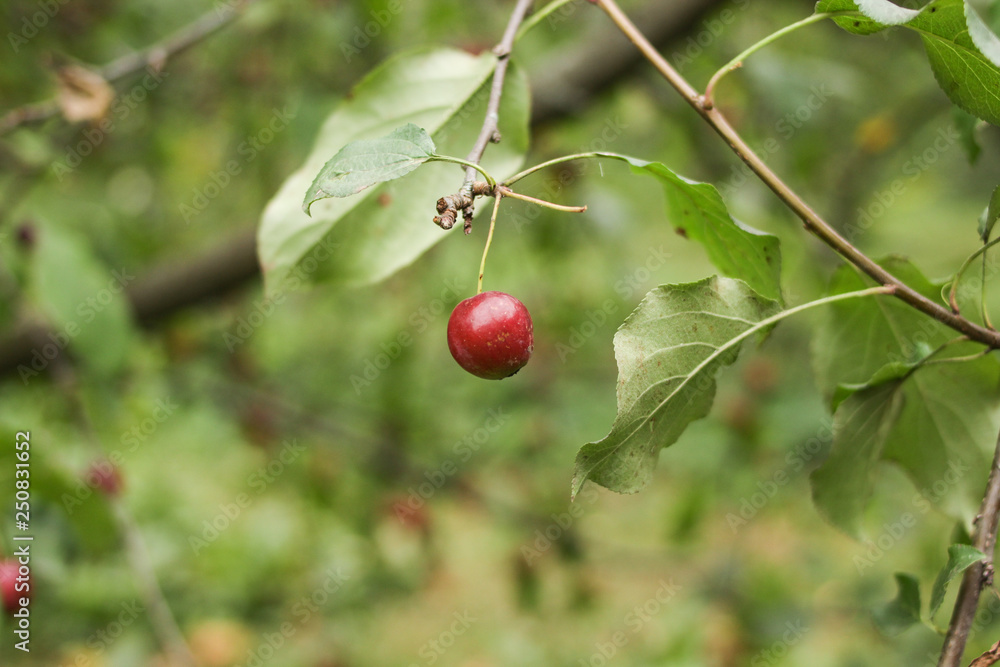 Red apple on the tree. 