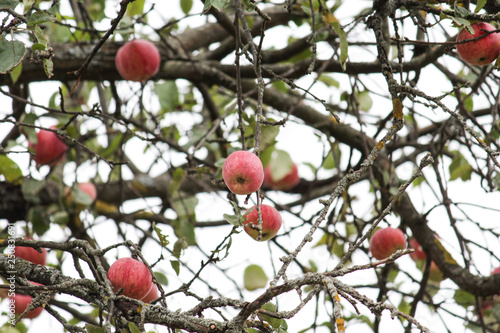 Apples tree. Fruits garden.